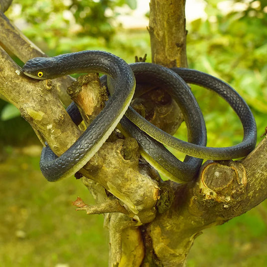 Fake Snake Spoof Toys